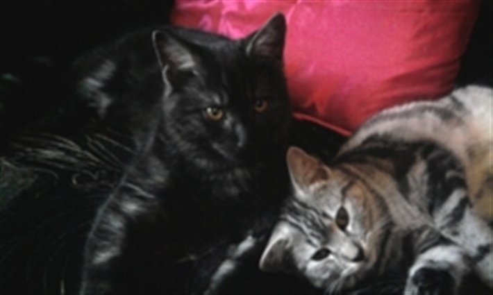 Wolfie and Whiskers
